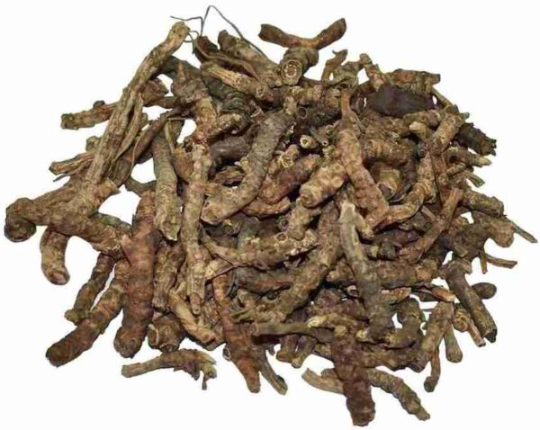Kutki - Ayurvedic Liver Detox & Immunity Booster (Picrorhiza Kurroa)