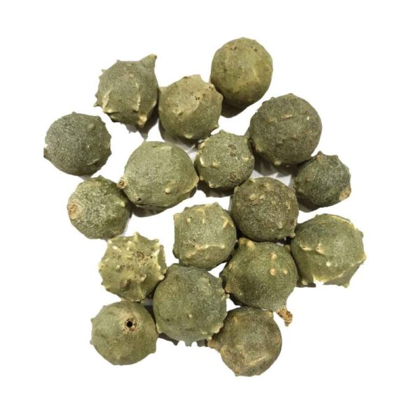 Majuphal – Ayurvedic Astringent for Oral & Feminine Health (Quercus infectoria)