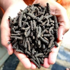 Choti Pippali Ayurvedic Herb for Digestion and Respiratory Support