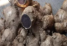 Raw Kali Haldi – Black Turmeric for Pooja and Ayurvedic Use