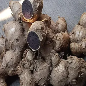 Raw Kali Haldi – Black Turmeric for Pooja and Ayurvedic Use