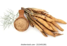 Ayurvedic Shatavari Powder for Hormonal Health
