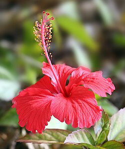 Hibiscus for Hair growth, Face pack and Tea